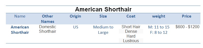 American-Shorthair-price
