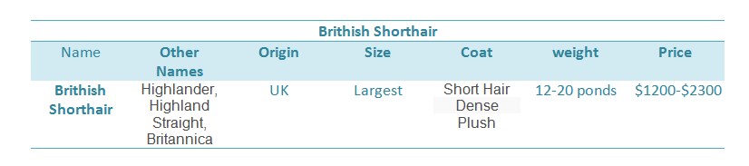 Brithish-Shorthair-price