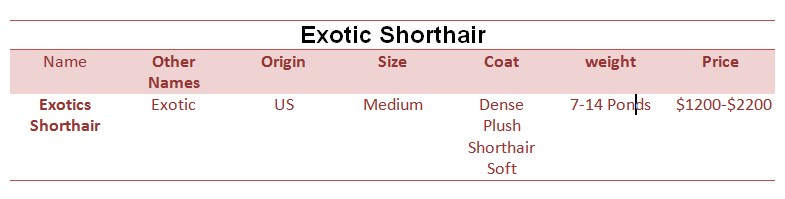 Exotic-Shorthair-price