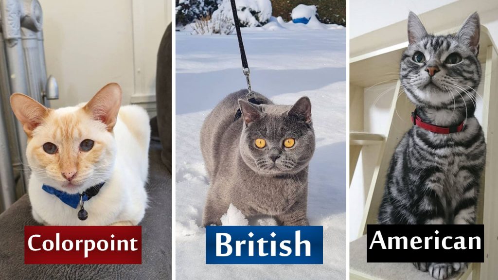 british-shorthair-cat-price