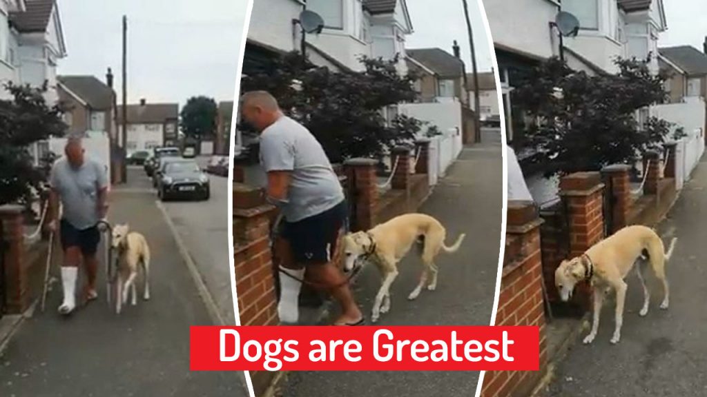 dogs-are-great
