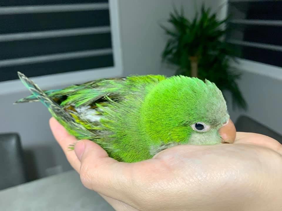 dog-save-baby-parrot