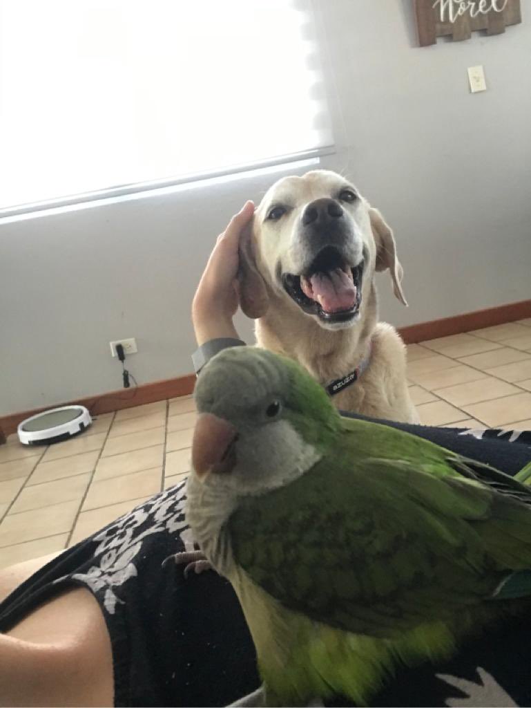 dog-save-baby-parrot