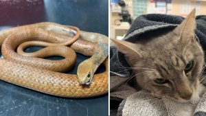 hero-cat-rescue-children-from-deadly-snake