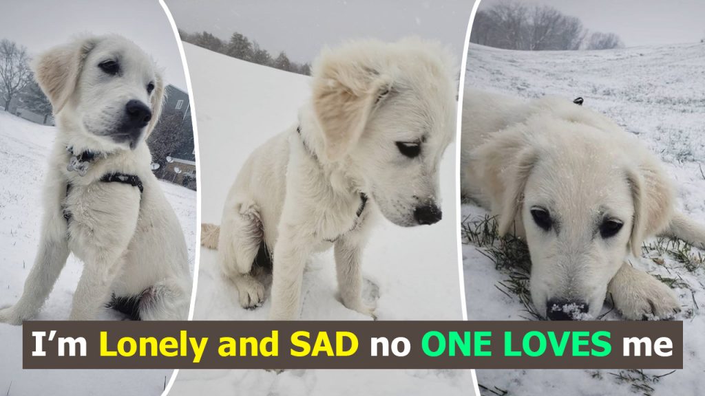 sad-puppy